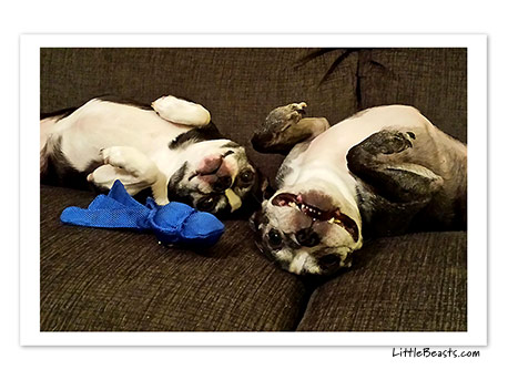 boston terrier photo 
