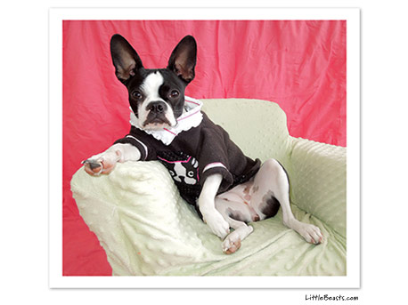 boston terrier photo 