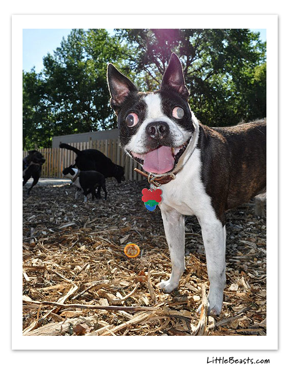 boston terrier photo of the week