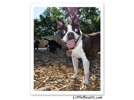 boston terrier photo 