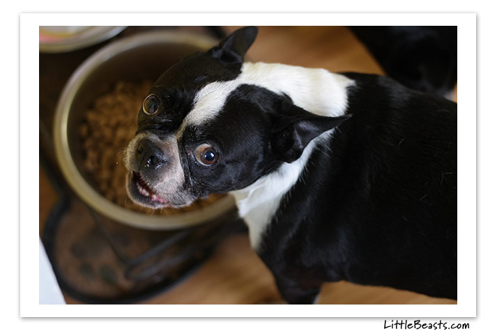 boston terrier photo of the week