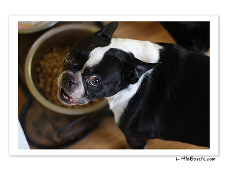 boston terrier photo 