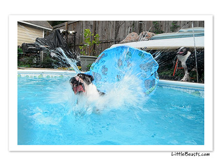 boston terrier photo 