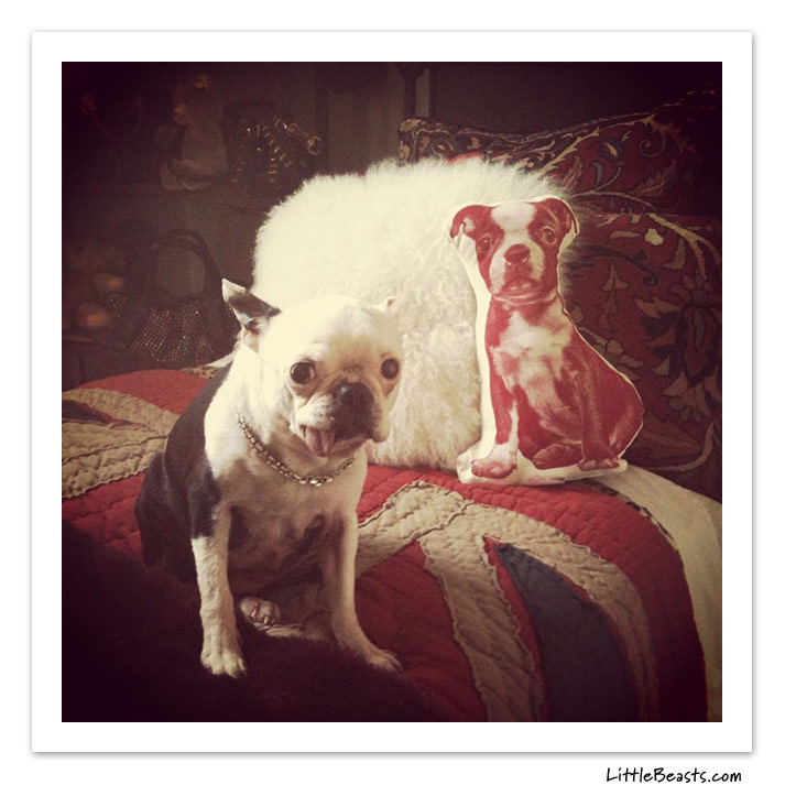 boston terrier photo of the week