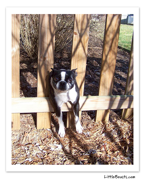boston terrier photo of the week