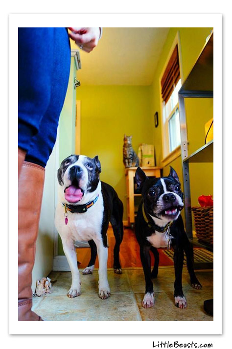 boston terrier photo of the week