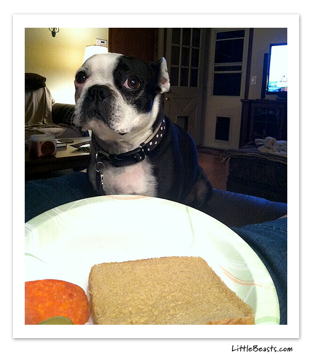 boston terrier photo of the week