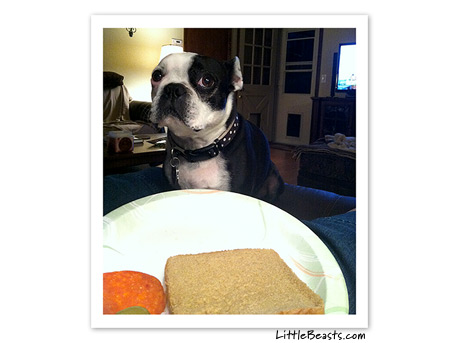 boston terrier photo 