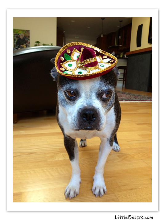boston terrier photo of the week