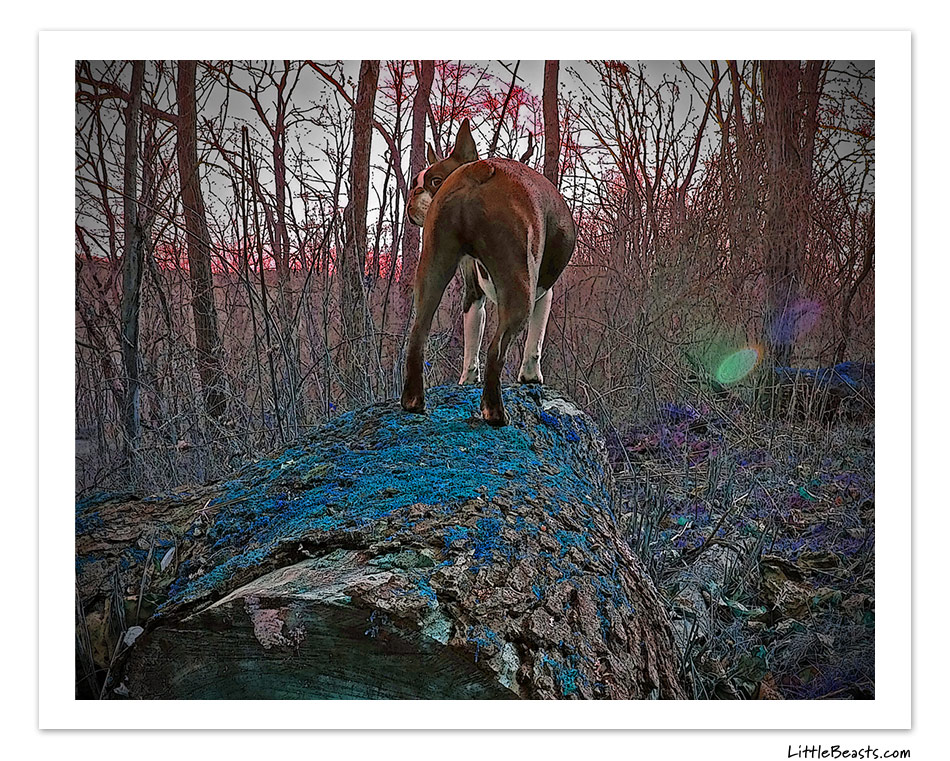boston terrier photo of the week
