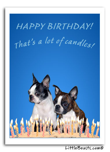 Boston Terriers Birthday Party Card