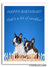 boston terrier birthday card