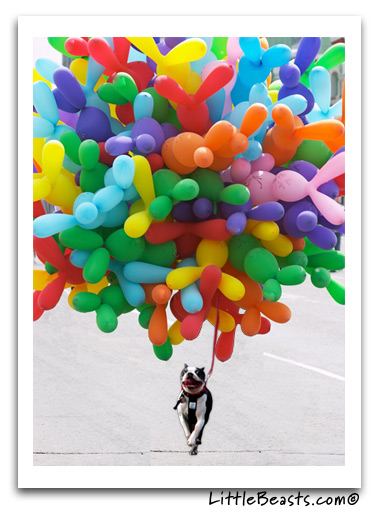 Boston Terriers Congratulations Card