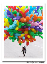 boston terrier birthday card