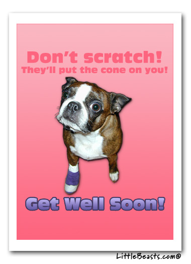 Boston Terrier Get Well Card