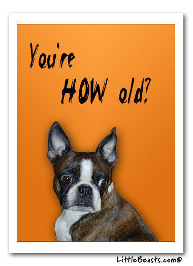 Boston Terriers Birthday Party Card