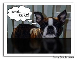 boston terrier birthday card