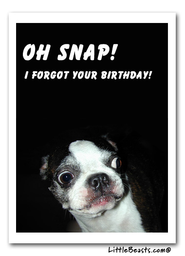 Boston Terriers Birthday Party Card