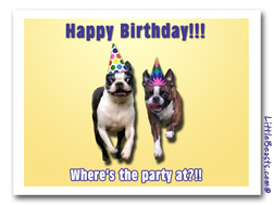 boston terrier birthday card