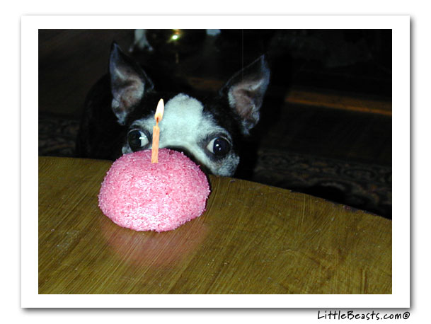 Boston Terriers Birthday Party Card