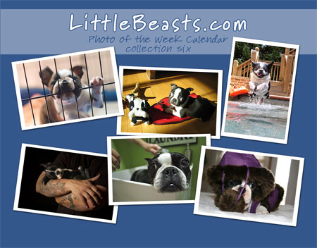 Boston Terrier t-shirts, mugs 