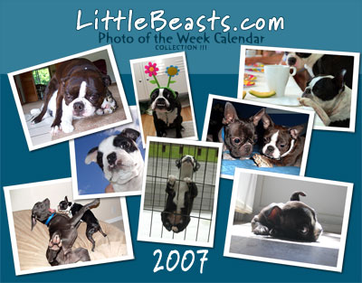 boston terrier calendar