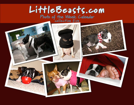 Boston Terrier t-shirts, mugs 