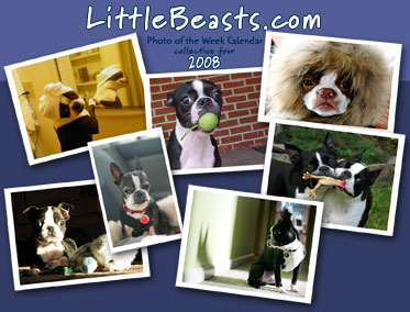 Boston Terrier t-shirts, mugs 