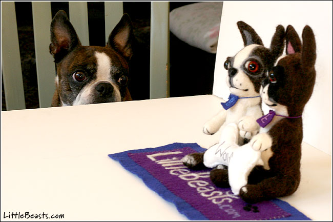 Emrys and Boston Terrier dolls