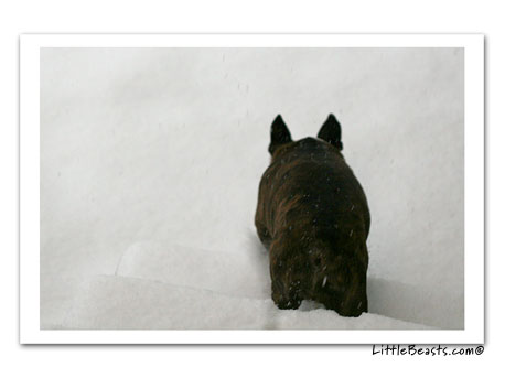 emrys in snow