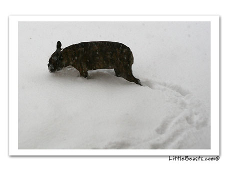 boston terrier in snow