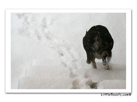 Bergamot in snow