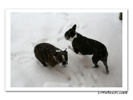 Beefy & Emrys in snow