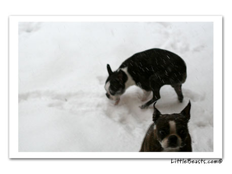 boston terriers in the snow