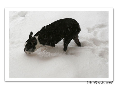 boston terriers in the snow