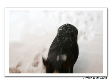 boston terriers in the snow