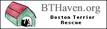 Boston Terrier Rescue