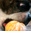 Emrys loves Clementines