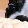 Memmie loves cauliflower
