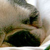 Beefy sleeping on a beautyrest pillow
