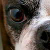 Emrys closeup