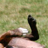 Emrys rolling in the grass