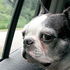 Bergamot on a car ride