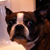 Emrys in the fridge