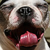 Beefster!