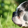Grazing & gazing