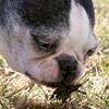 Sampling the Spring dirt - yum!