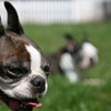 Mem steals the foreground while Beefy relaxes in the bokeh