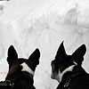 Snow Beasts