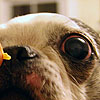 I smell a Frito crumb!